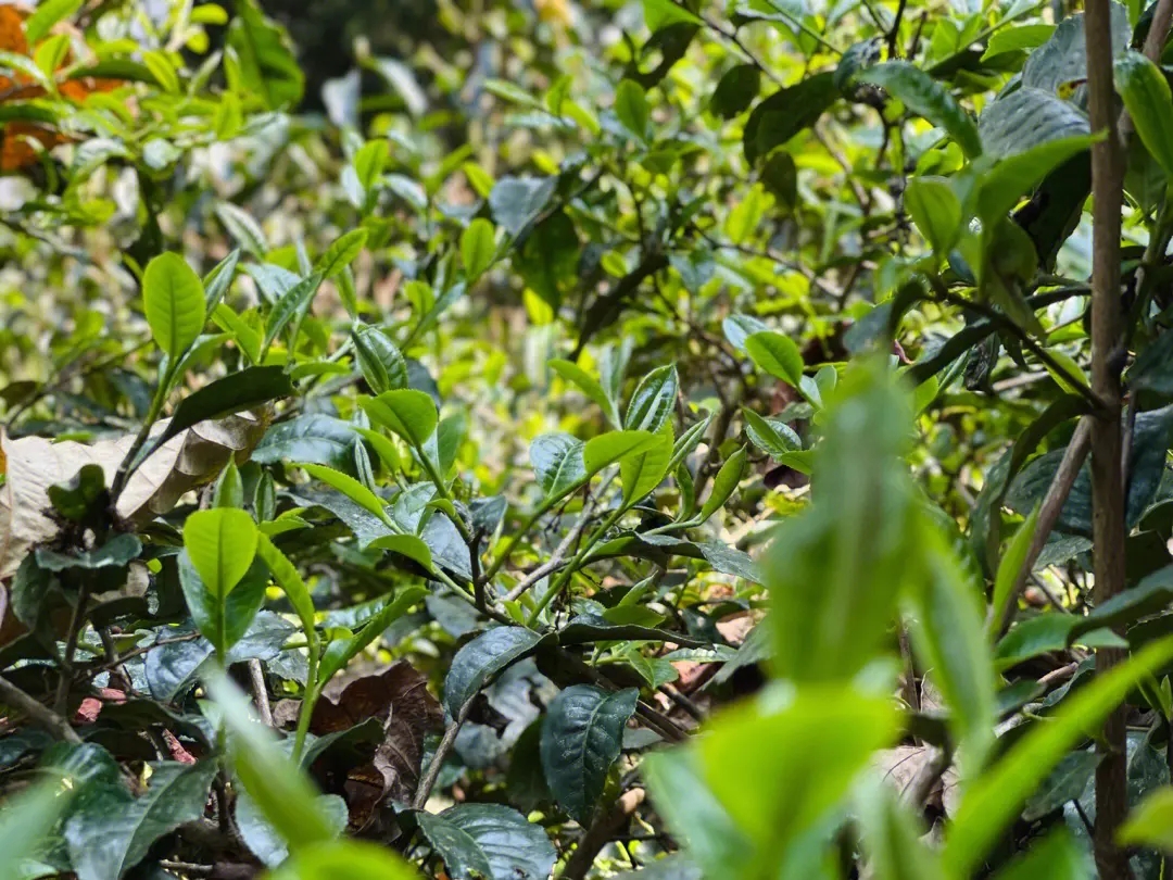 2023年勐庫那蕉古樹春茶多少一公斤？