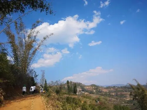 2023年勐庫豆腐寨古樹春茶特點是什么？