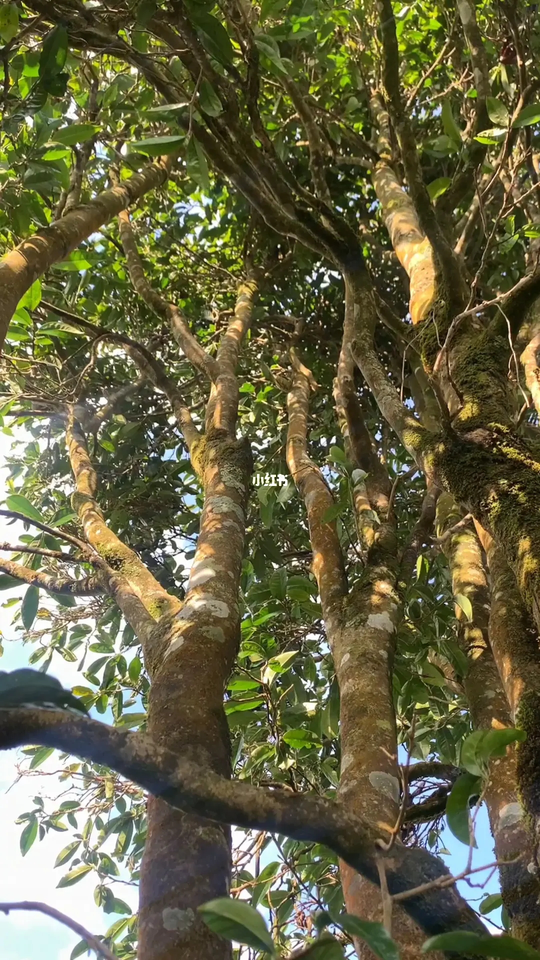 2023年勐庫河邊寨古樹春茶品質如何？