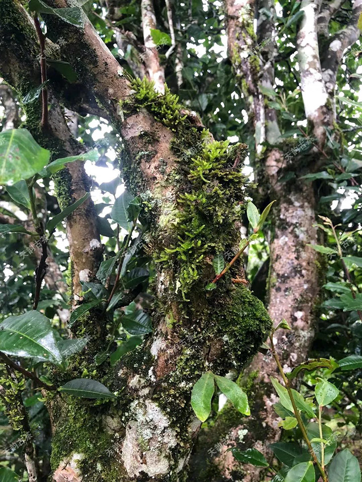 2023年永德大雪山古樹春茶品質如何？