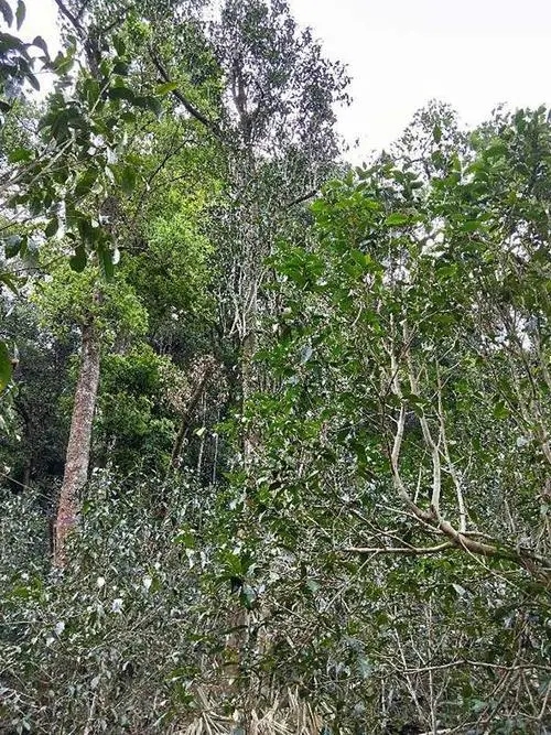 2023年多依樹古樹春茶品質如何?