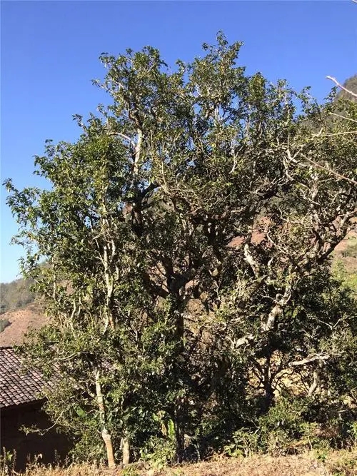 2023年寧洱擺尾箐古樹春茶價格是多少？