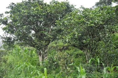 2023年鎮沅老海塘古樹春茶特點 是什么？