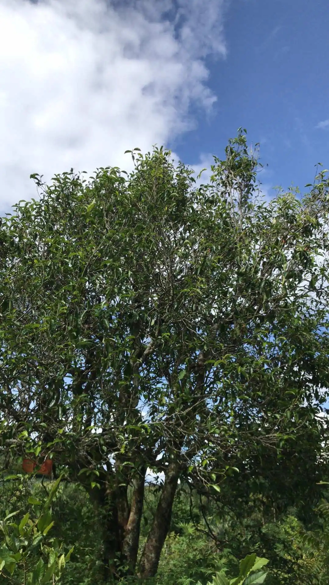 2023年鎮沅老烏山古樹春茶口感怎么樣？