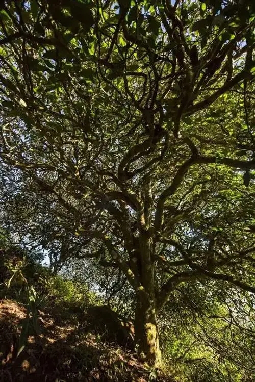 2023年鎮沅老烏山古樹春茶品質如何？