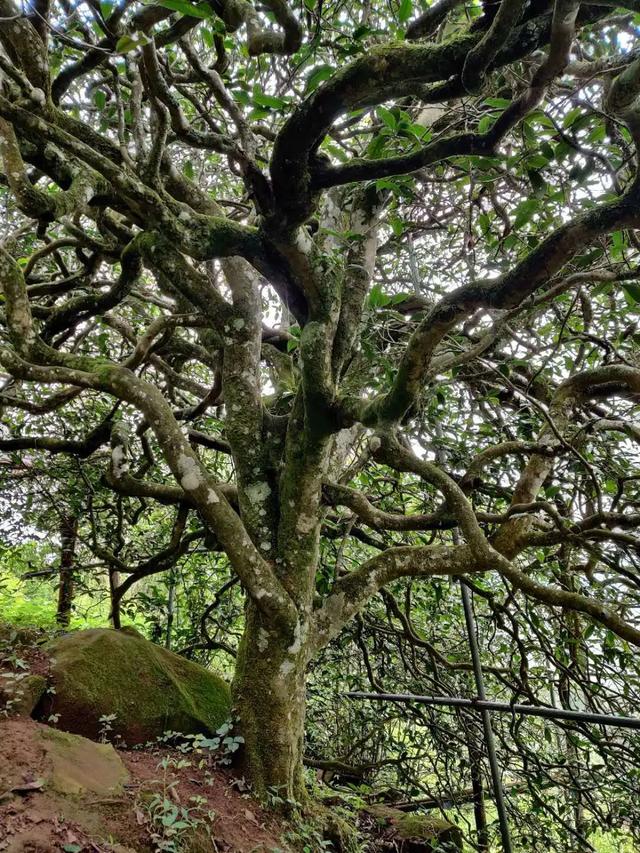 2023年千家寨古樹春茶品質如何？