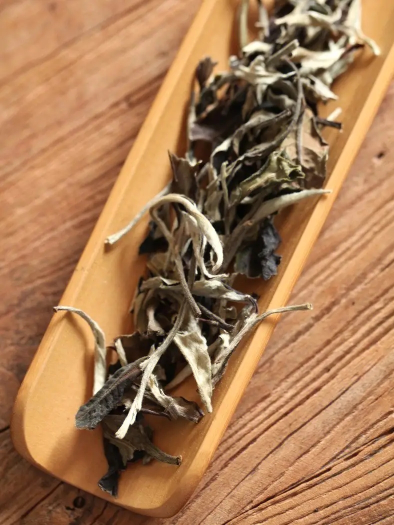 云南月光白和福鼎白茶有區別?