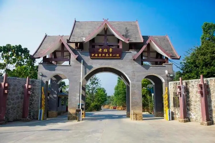 2024年老班章古樹春茶口感是什么？