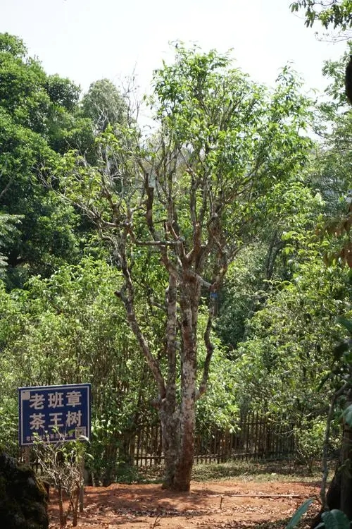 2024年老班章古樹春茶特點是什么？
