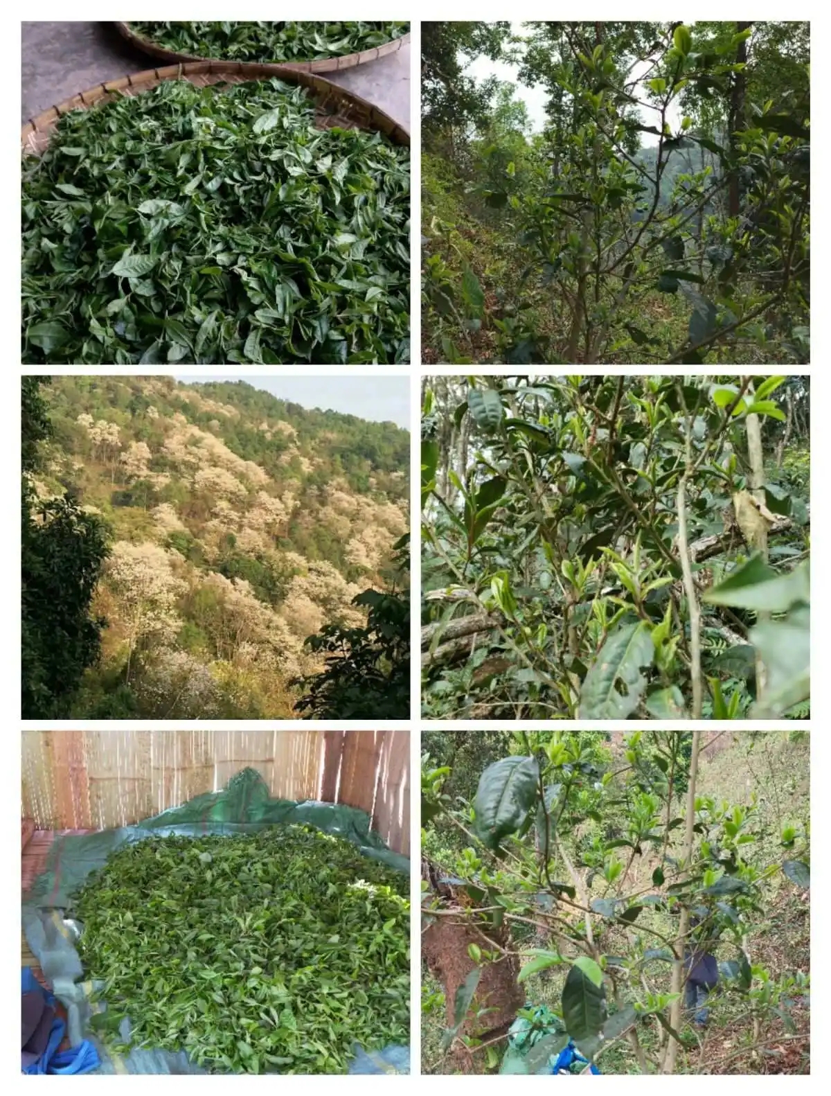 2024年曼松古樹春茶價格是多少？