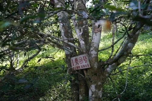 2024年薄荷塘古樹春茶特點是什么？