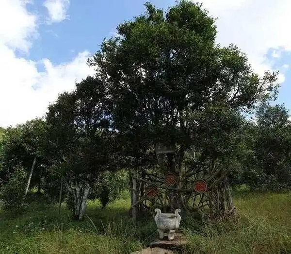 2024年困鹿山古樹春茶價格是多少？