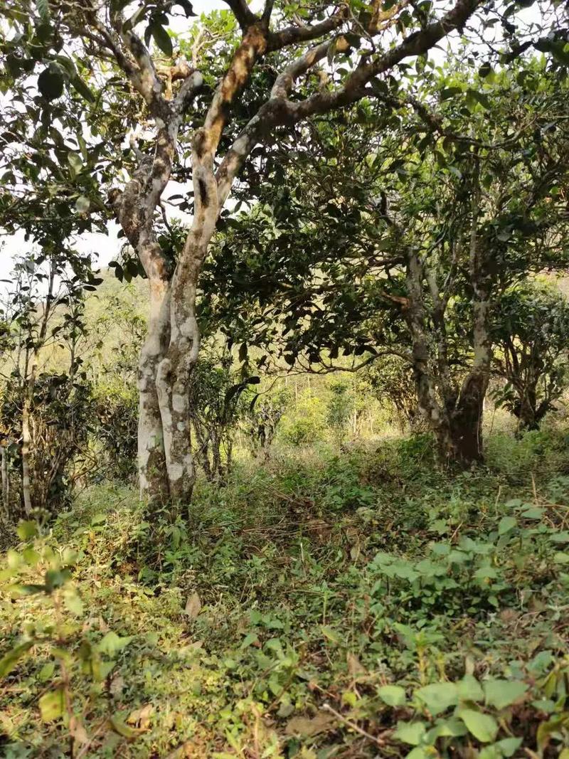 2024年迷帝古樹春茶品質怎么樣？