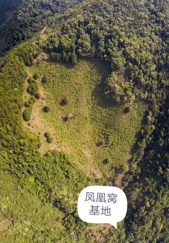 2024年墨江鳳凰窩古樹春茶口感如何？