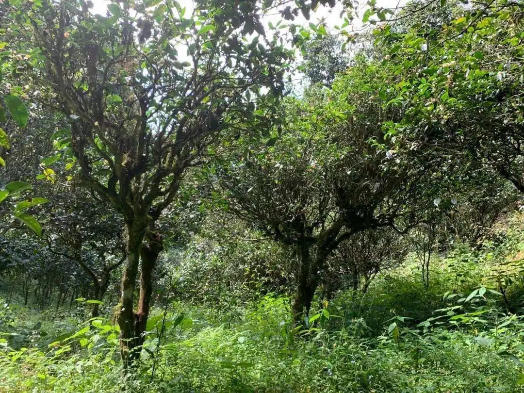 2024年墨江鳳凰窩古樹春茶品質怎么樣？