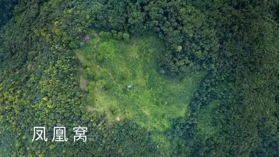 2024年墨江鳳凰窩古樹春茶價格是多少？