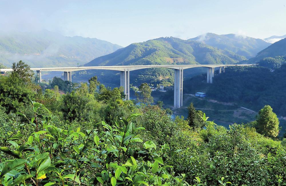 2024年昔歸古樹春茶品質如何？