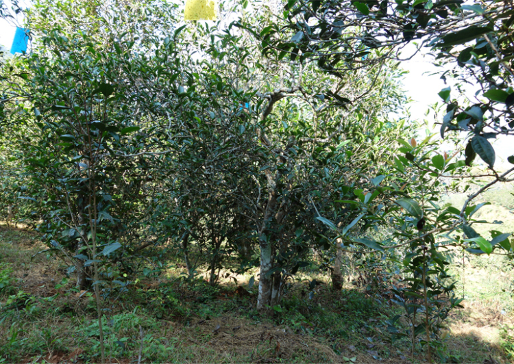 2024年昔歸古樹春茶多少錢一公斤？