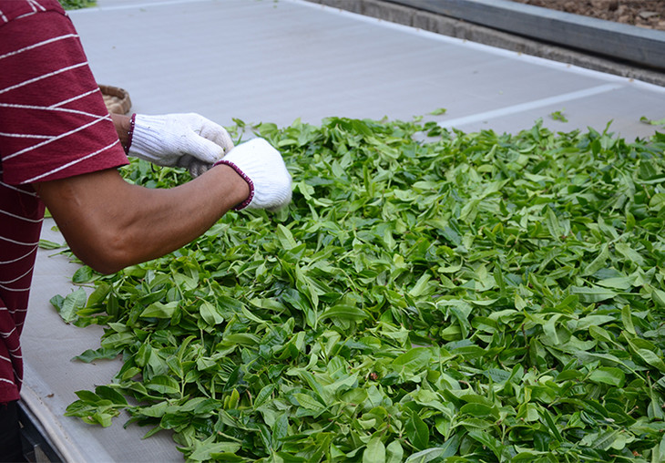 2024年磨烈古樹春茶特點是什么？