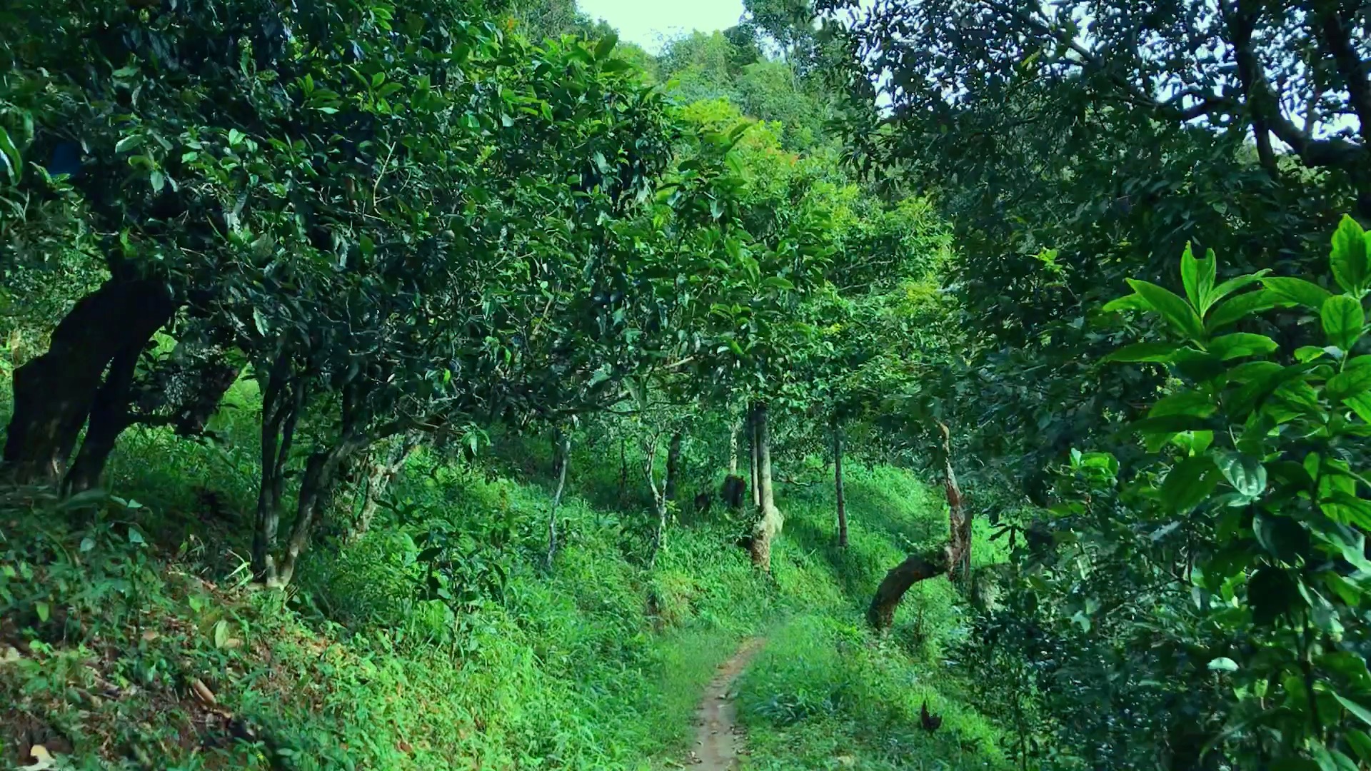 2024年磨烈古樹春茶品質如何？