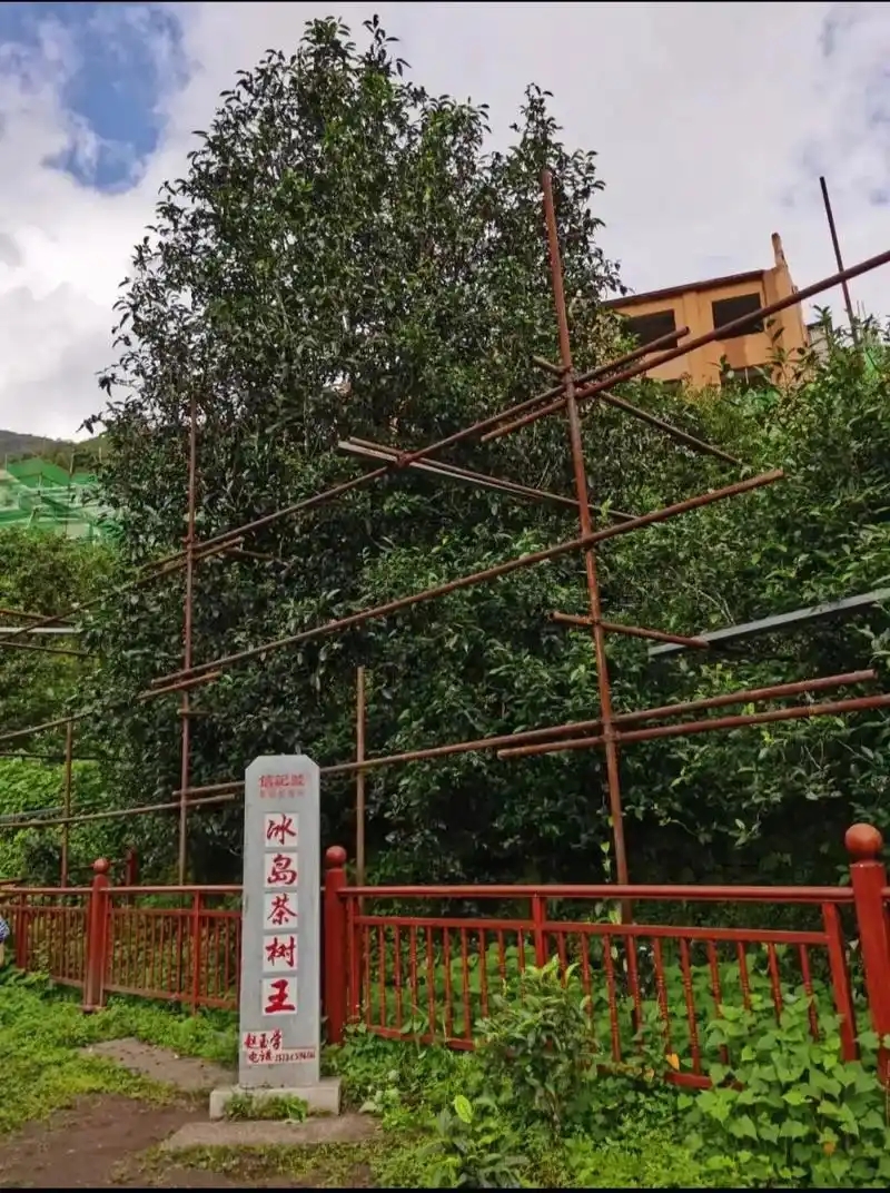 冰島老寨詳細介紹口感！