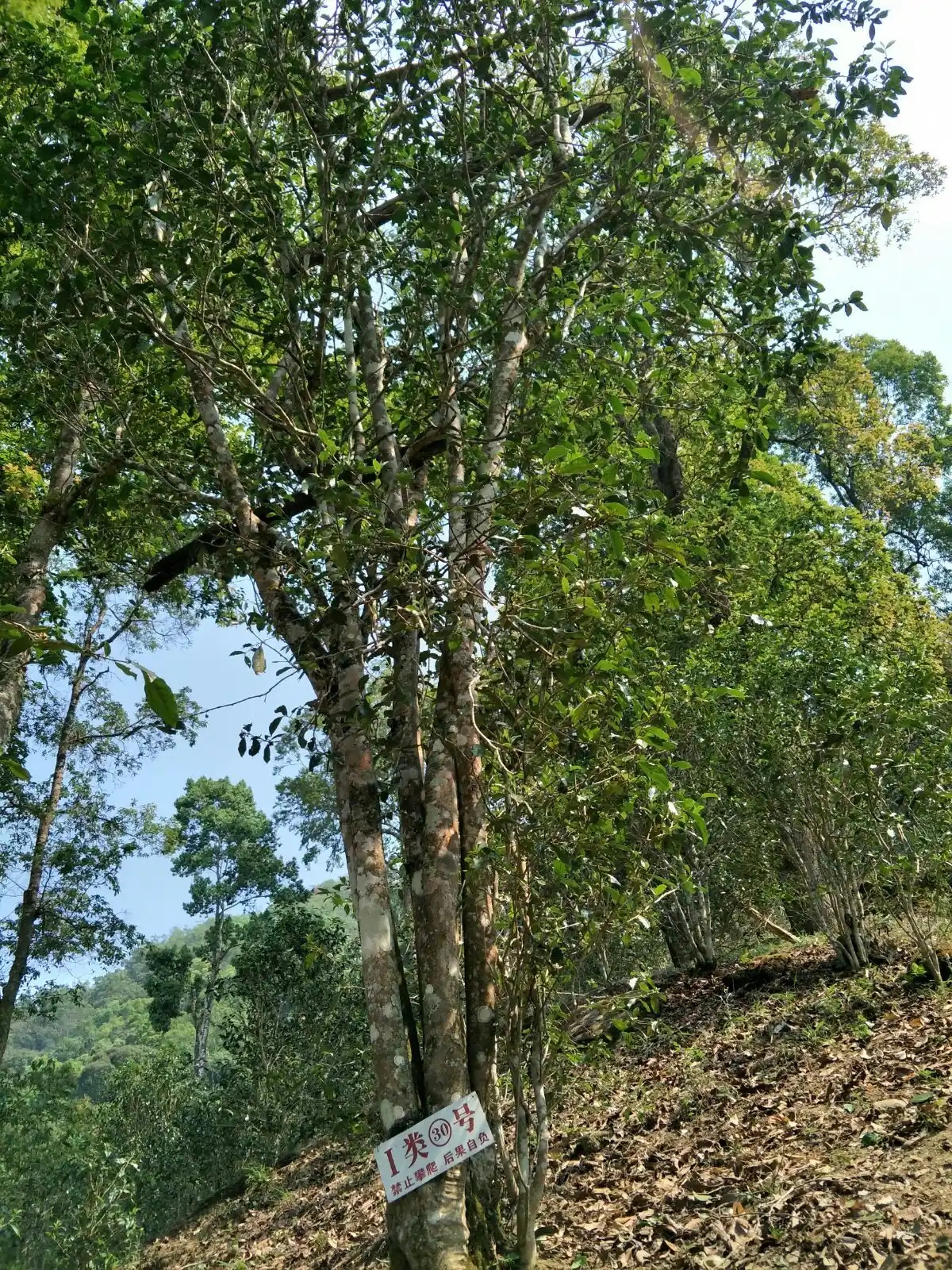 野境王者、普洱巔峰！薄荷塘成為普洱無冕之王的十大原因