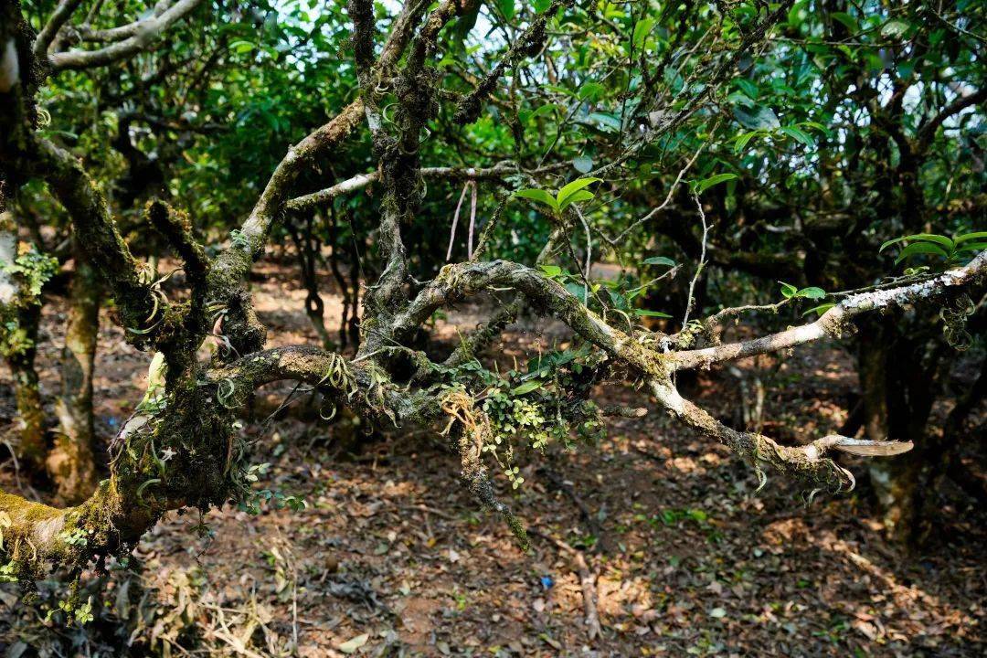云南普洱山頭茶 | 普洱茶曾經的王者——南糯山